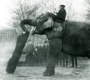 Asiatisk elefant kvinde, indianer, flytter tømmer med sin snabel, mens hendes vogter sidder på ryggen og dirigerer hende, London Zoo, 1925 af Frederick William Bond