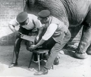 Den asiatiske kvindelige elefant Sundermalah får sine fødder trimmet af sine dyrepassere i London Zoo, august 1926 af Frederick William Bond