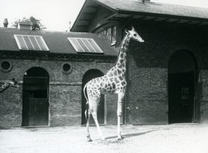 Kvindelig giraf, Maud, stående i folden uden for Giraffe House, London Zoo, juli 1925 af Frederick William Bond