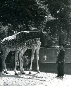 Kvindelige giraffer Maud og Maggie, med keeper Ernie Professor Bowman, London Zoo, juli 1924 af Frederick William Bond