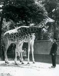 Kvindelige giraffer Maud og Maggie, med keeper Ernie Professor Bowman, London Zoo, juli 1924 af Frederick William Bond