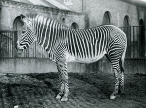 Kvinde Grevys Zebra, eller Imperial Zebra, Jennie står i sin fold i London Zoo, 1927 af Frederick William Bond