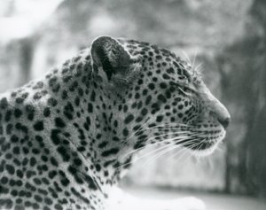 Hun leopard Daisy i London Zoo i august 1925 af Frederick William Bond