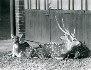 Four Axis Deer inklusive, en buk med gevir, i London Zoo i 1924 af Frederick William Bond