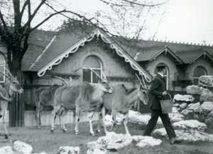 Fire Eland følger deres vogter, ved fodringstid, i folden uden for Antelope House, London Zoo, juni 1925 af Frederick William Bond