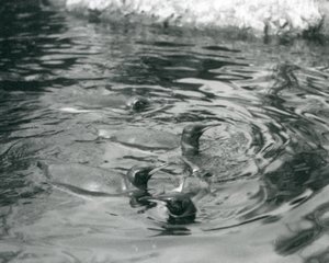 Fire kongepingviner svømmer i deres pool i London Zoo, juni 1927 af Frederick William Bond