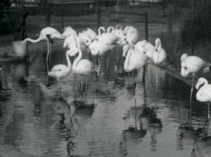 Større flamingoer på deres dam i London Zoo, 1926 af Frederick William Bond