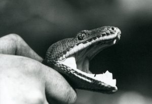 Hovedet af en Emerald Tree Boa, med åben mund, holdt om halsen af dens vogter, London Zoo af Frederick William Bond
