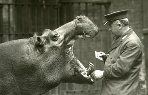 Flodhest Bobbie med målmand Ernie Bowman, London Zoo, 1927 af Frederick William Bond