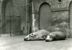 Flodhesterne Bobbie og Joan i London Zoo, juli 1923 (bw foto) af Frederick William Bond