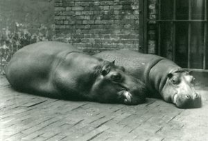 Flodhestene Bobbie og Joan liggende i deres indhegning i London Zoo, juli 1923 (bw foto) af Frederick William Bond