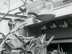 Leguaner, der soler sig på grene, nyder det kunstige sollys i deres indhegning, London Zoo, august 1928 (s/h foto) af Frederick William Bond