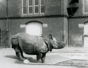 Det indiske næsehorn Felix stod ved kanten af sin pool i London Zoo i 1927 af Frederick William Bond