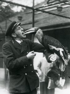 Keeper,T. Raggett fodrer en stor indisk næsehornsfugl med en frugt i munden. London Zoo 1924 af Frederick William Bond