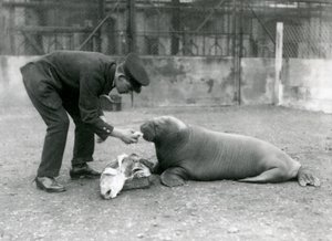 Keeper, Arthur Chandler, fodrer fisk til en ung hvalros, London Zoo, 1924 af Frederick William Bond