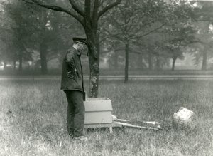 Keeper Brown flytter en sværm af honningbier, London Zoo, juli 1926 af Frederick William Bond