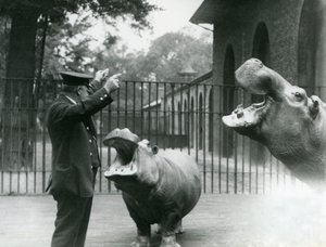 Keeper Ernie Bowman med flodhestene Bobbie og Joan i London Zoo, juli 1923 (bw foto) af Frederick William Bond