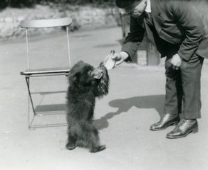 Keeper Harry Warwick fodrer en dovendyrbjørneunge i London Zoo, august 1921 af Frederick William Bond