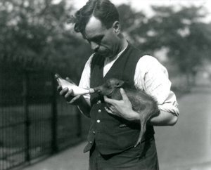 Keeper Harry Warwick fodrer en baby vortesvin i London Zoo i august 1922 af Frederick William Bond