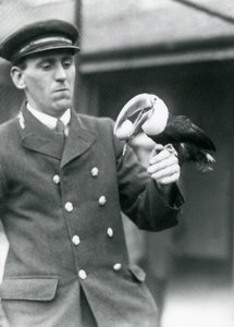 Vagtmester Thomas Raggett holder en rødnæbbet tukan med et æg i munden i London Zoo i 1924 af Frederick William Bond