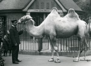 Vogter W. Styles med en baktrisk kamel uden for lamahuset i London Zoo, juli 1914 af Frederick William Bond