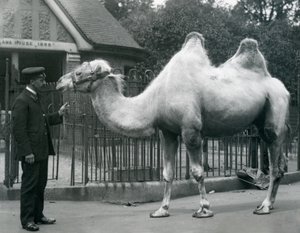 Keeper W. Styles, med en baktrisk kamel, uden for Lamahuset i London Zoo, juli 1914 af Frederick William Bond