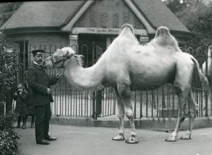 Keeper W. Styles, med en baktrisk kamel, uden for Lamahuset i London Zoo, juli 1914 af Frederick William Bond