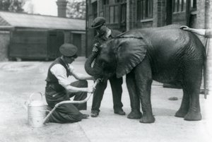 Dyrepassere hjælper den unge afrikanske elefanthane Kiberenge med at drikke fra en slange, der er fastgjort til en vandkande, London Zoo, juli 1924 af Frederick William Bond