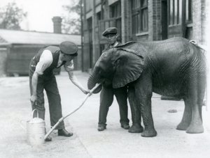 Vogtere hjælper unge mandlige afrikanske elefant Kiberenge med at drikke af en slange, der er blevet fastgjort til en vandkande, London Zoo, juli 1924 af Frederick William Bond