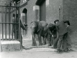 Vogtere med unge han afrikanske elefant Kiberenge, London Zoo, 1924 af Frederick William Bond