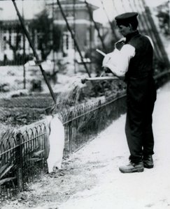King Penguin, der får et brusebad af dyrepasseren Harry Munro med en vandkande i London Zoo i maj 1914. Munro blev dræbt under Første Verdenskrig efter at have tjent i hæren, i luftskibe og på anti-submariner. af Frederick William Bond
