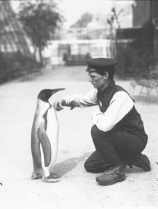 King Penguin, med keeper Harry Munro, 1914 af Frederick William Bond