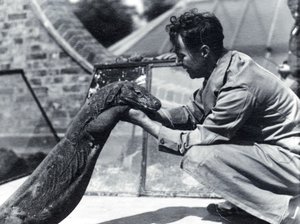 Komodo-dragen Sumbawa med målmand H. Alec Budd, 1928 af Frederick William Bond
