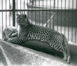 Leopard Rex liggende på en træstamme i sit indhegning i London Zoo i juli 1925 af Frederick William Bond
