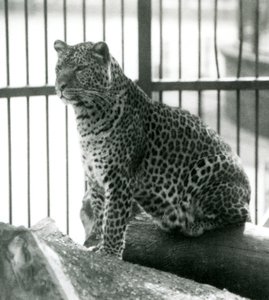 Leopard Rex sidder på en bjælke i sit indhegning i London Zoo i juni 1925 af Frederick William Bond