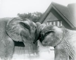 Han afrikansk elefant Kiberenge og hun afrikansk elefant Hango hilser på hinanden ved at knytte snabler i London Zoo i oktober 1927. Kiberenge var blevet præsenteret for London Zoo af H.E. Sir Horace Byatt af Frederick William Bond