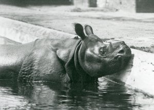 Indiske mandlige næsehorn Felix nyder et bad i sin pool i London Zoo i juni 1928 af Frederick William Bond