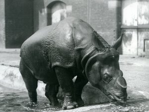Indiske mandlige næsehorn Felix forlod sin pool i London Zoo i 1928 af Frederick William Bond