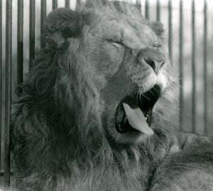 Hanløve, Abdullah, gaber i sin indhegning i London Zoo i 1925 af Frederick William Bond