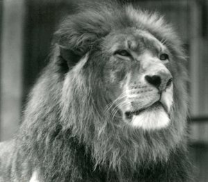 Hanløve Kuja i London Zoo i august 1924 af Frederick William Bond
