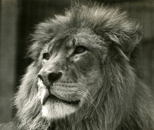 Hanløve Kuja i London Zoo i august 1924