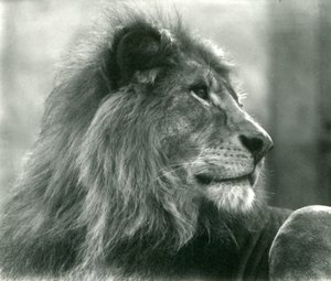 Hanløve Kuja i London Zoo i januar 1925 af Frederick William Bond