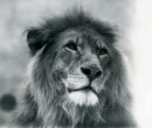 Hanløve Kuja i London Zoo i januar 1925 af Frederick William Bond