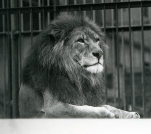 Hanløven Kuja liggende i sit indhegning i London Zoo i januar 1925 af Frederick William Bond