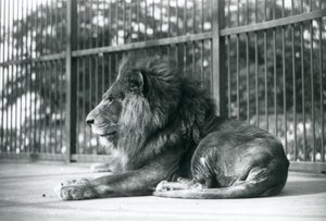 Hanløve Toto liggende i sit indhegning i London Zoo i september 1927 af Frederick William Bond
