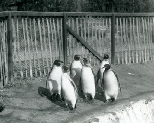 Seks kongepingviner går ved siden af deres pool i London Zoo i 1927 af Frederick William Bond