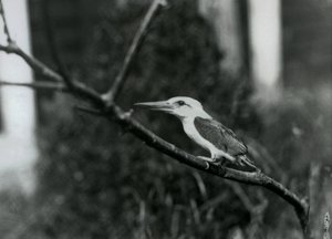 Storkenæbbet isfugl hviler på en gren, denne underart er fra Sulu Archipelago i Filippinerne, London Zoo af Frederick William Bond