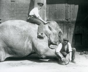 Sundermalah får sin forreste fod trimmet af en keeper med en fil, mens en anden sidder på hendes ryg, London Zoo, august 1926 af Frederick William Bond