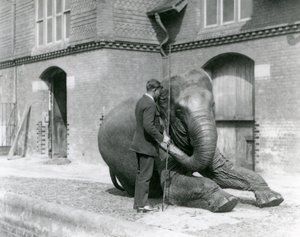 Syed Ali, træner indiarani foran Elephant House, London Zoo, august 1923 (bw foto) af Frederick William Bond