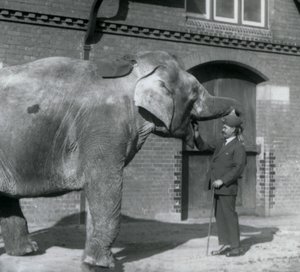 Syed Ali træner Indianani foran Elephant House, London Zoo, oktober 1925 af Frederick William Bond
